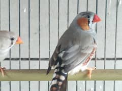 bangalese finches for sale