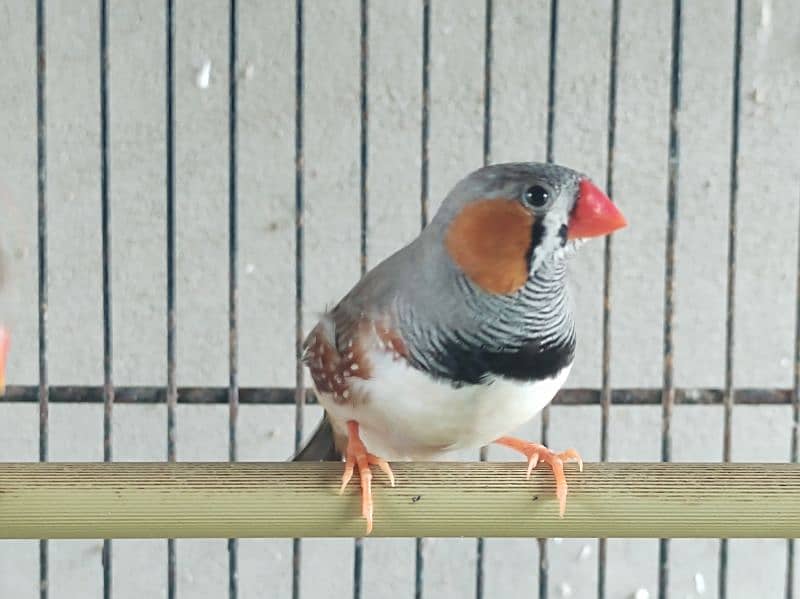 bangalese finches for sale 1