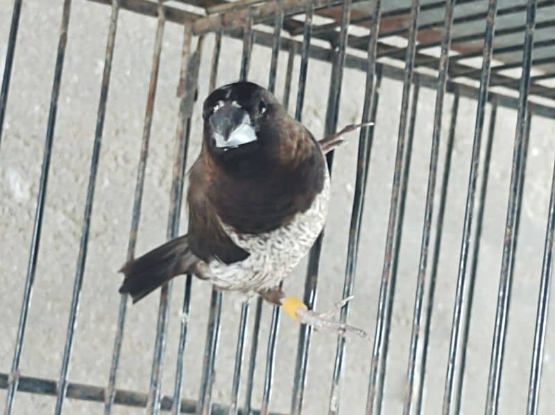 bangalese finches for sale 4