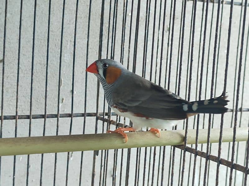 bangalese finches for sale 5