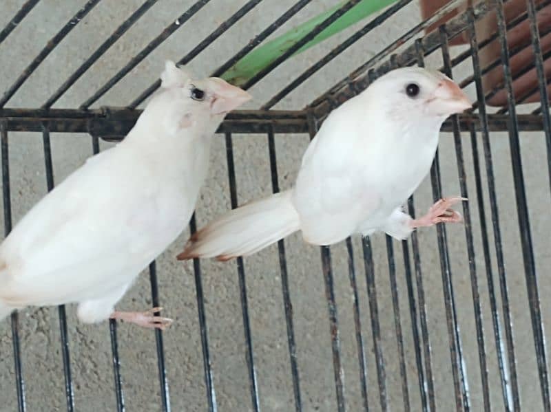 bangalese finches for sale 6