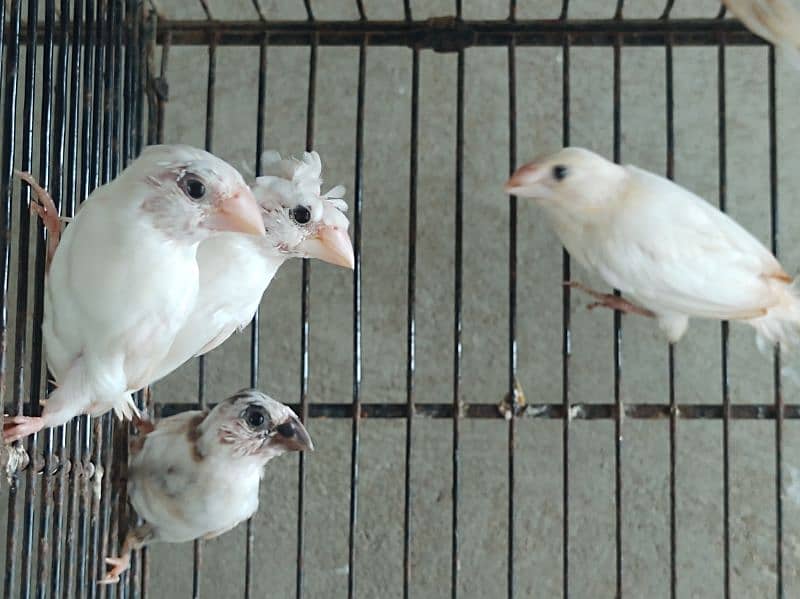 bangalese finches for sale 10