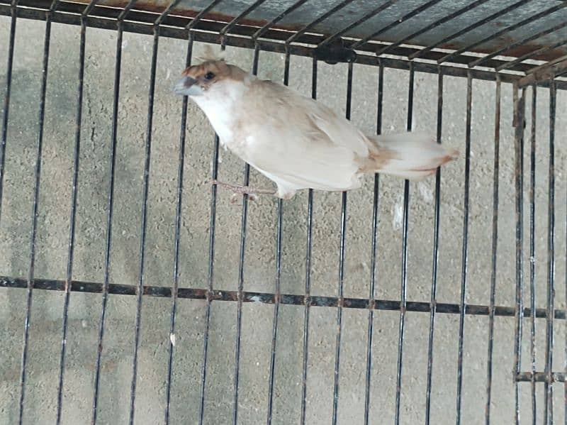 bangalese finches for sale 11