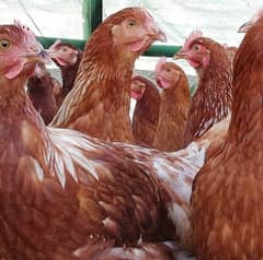 loman brown hen's available contact Whatsapp +92 329 6499435