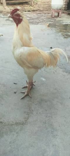 mianwali aseel white murgha for sale 0