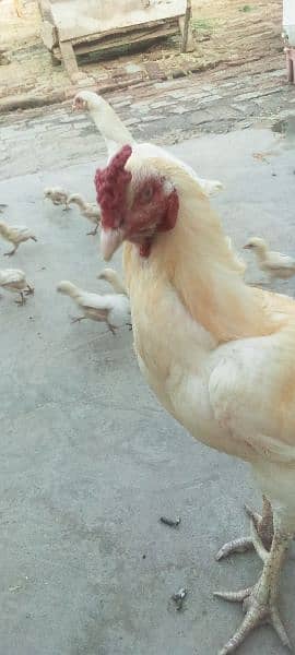 mianwali aseel white murgha for sale 2