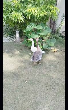 breeder pair of geese