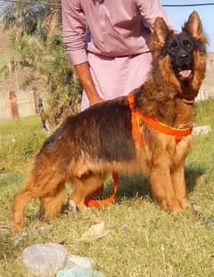 German Shepherd Dog female long coat for sale 0