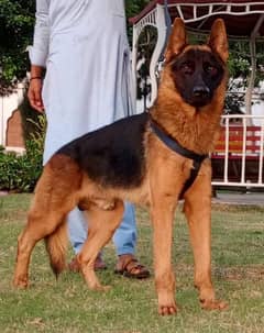 German Shepherd / long Coat / GSD / German Shepherd DOG