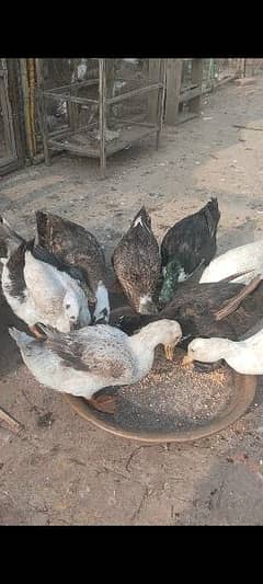 egg laying ducks for sale