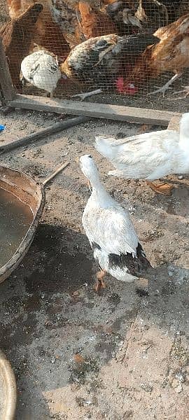 egg laying ducks for sale 1