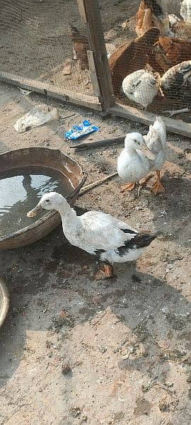 egg laying ducks for sale 2