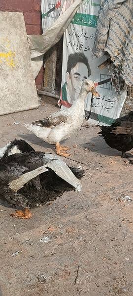 egg laying ducks for sale 3