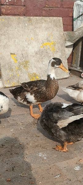 egg laying ducks for sale 5