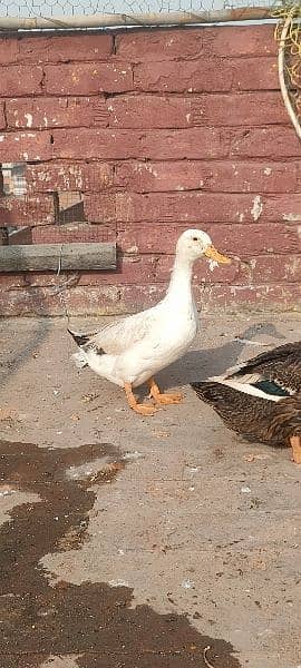 egg laying ducks for sale 6