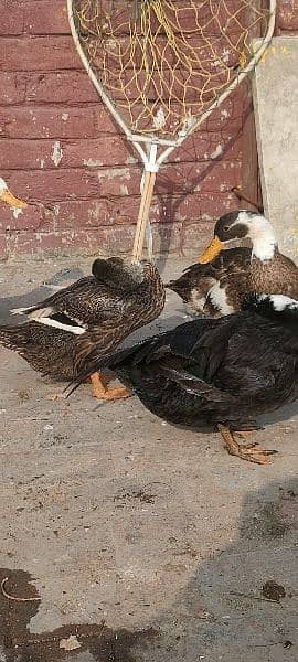 egg laying ducks for sale 7