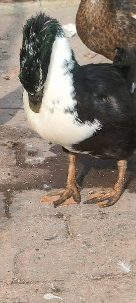 egg laying ducks for sale 9