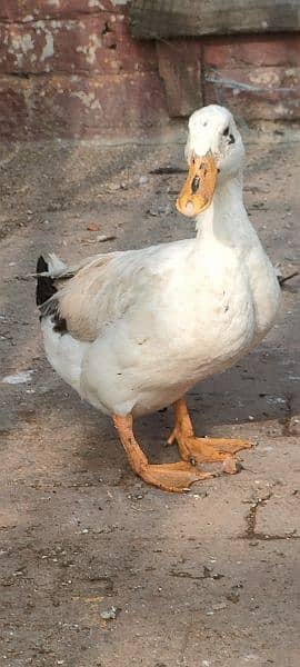 egg laying ducks for sale 10