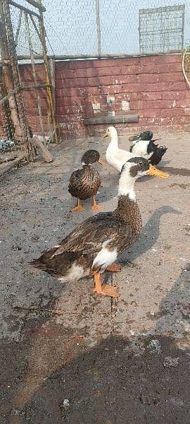 egg laying ducks for sale 13