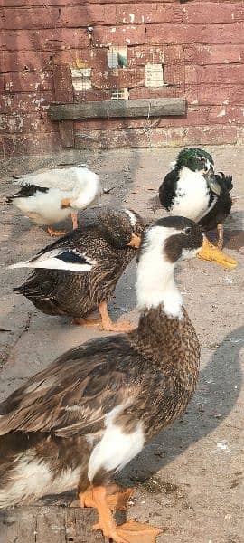 egg laying ducks for sale 14