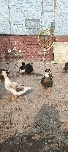 egg laying ducks for sale 15