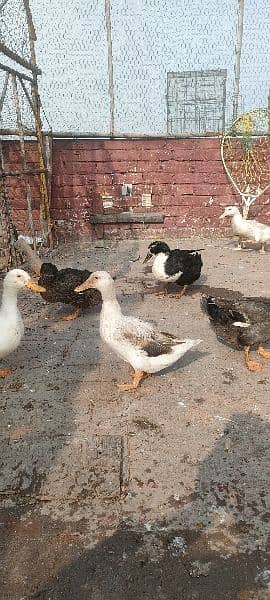 egg laying ducks for sale 16