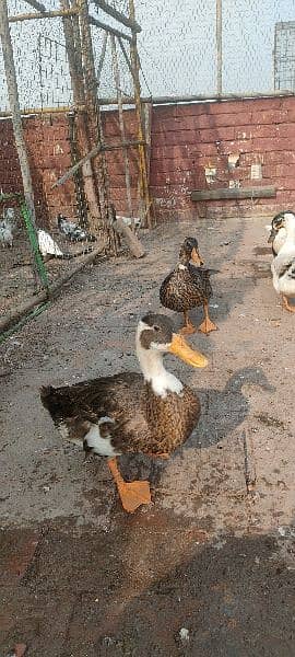 egg laying ducks for sale 17