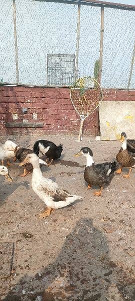 egg laying ducks for sale 18