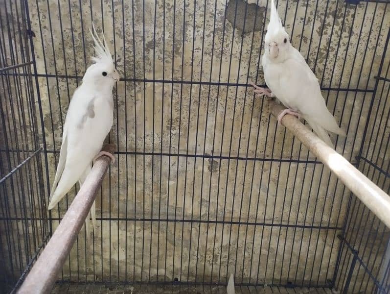 V Pied Cockatiel 0