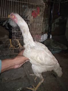 cross Heera breed murgi Johar town Lahore