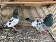 Kabli pigeons for sale with two chics cage  Whtsapp only: 03170223125