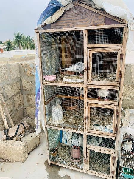 Kabli pigeons for sale home breeds  Whtsapp only: 03170223125 1