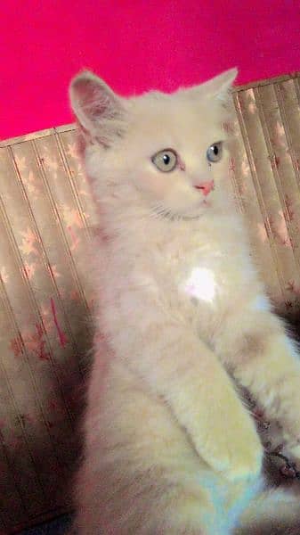 Persian tripple coated male 0