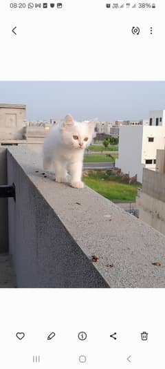 Persian white kitten pair