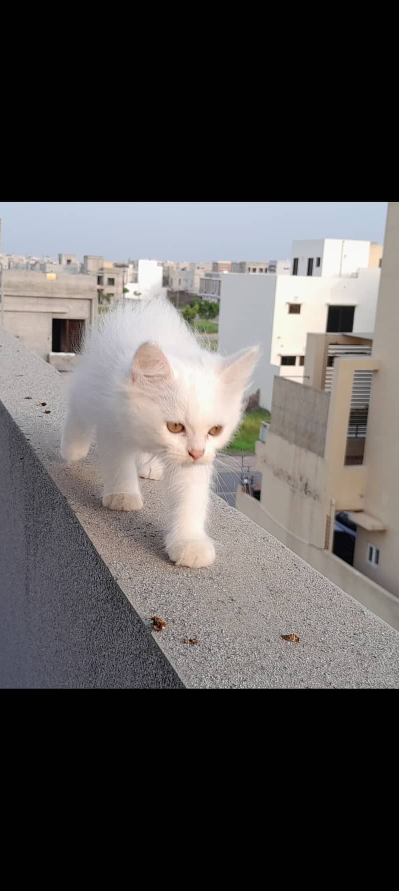 Persian white Female Cat/ kitten 1