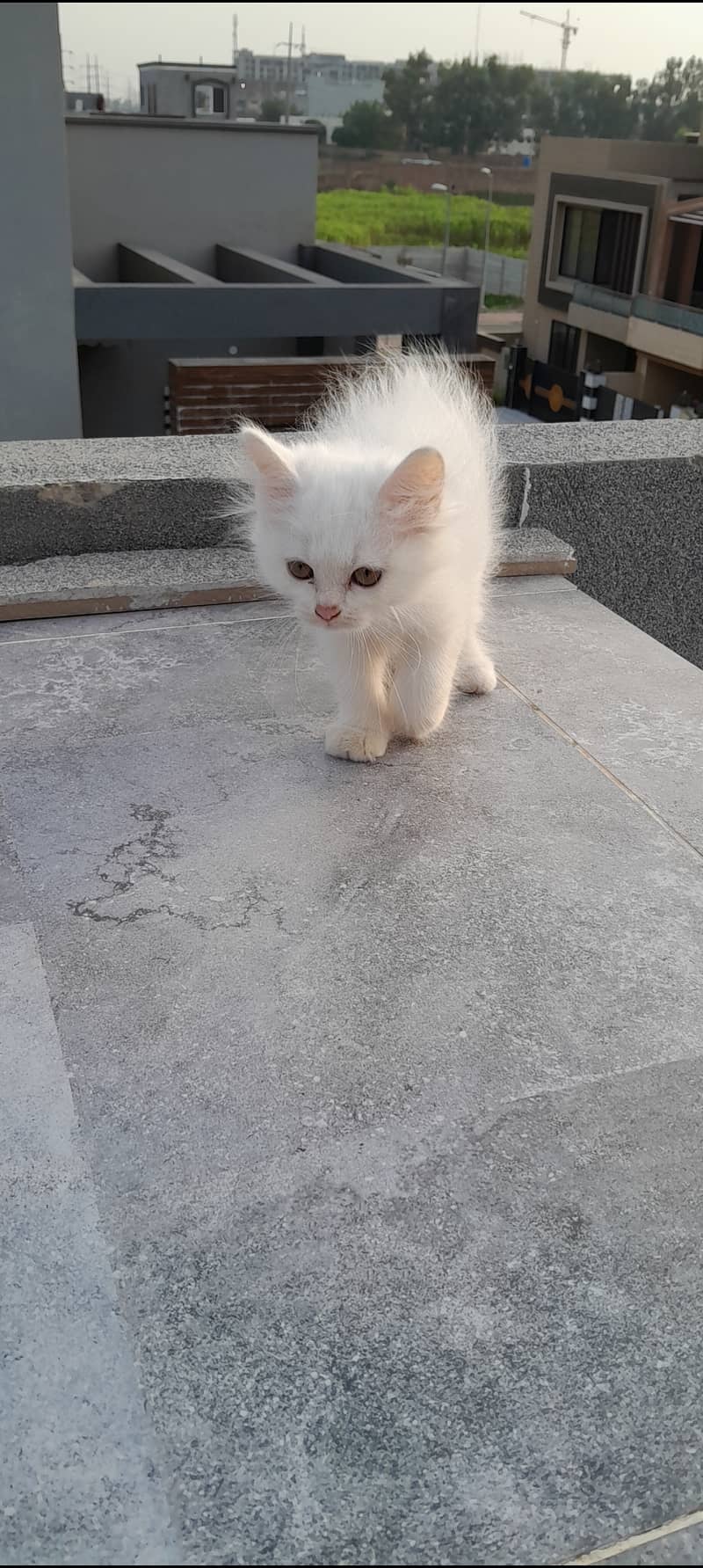 Persian white Female Cat/ kitten 2