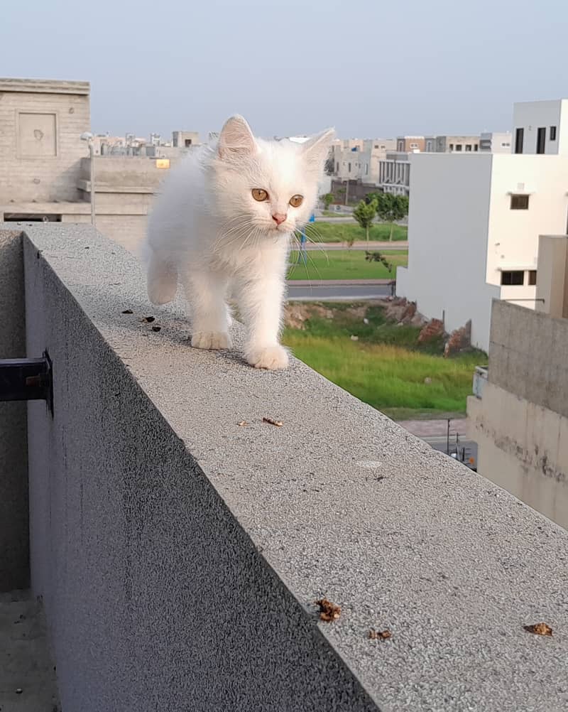 Persian white Female Cat/ kitten 3