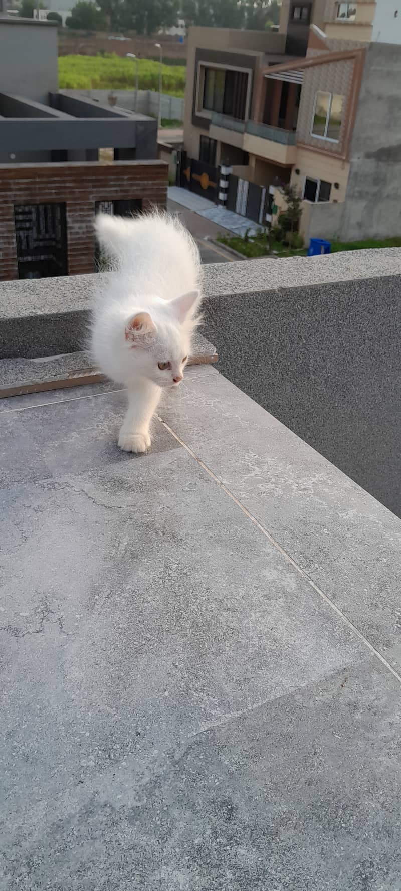 Persian white Female Cat/ kitten 4