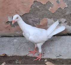 Different type of Fancy Pigeons for sale