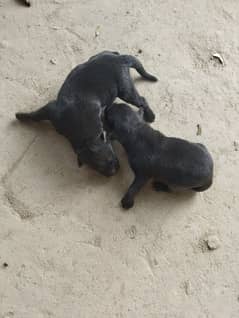 Pure German Shepherd Puppies