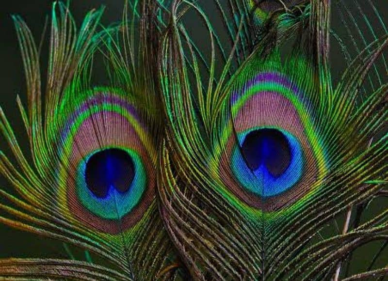 Peacock feathers 0