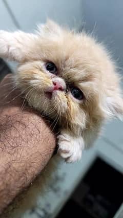 Ma Sha Allah Beautiful Fawn Color BhaLOo peke Peki piki Kitten cat