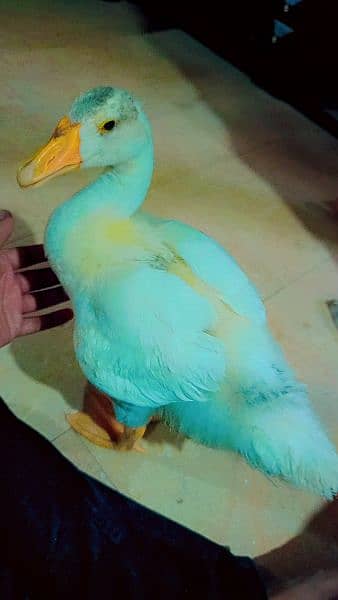 I'm selling duck 3