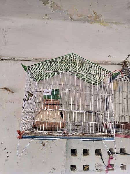 parrot Cage 0