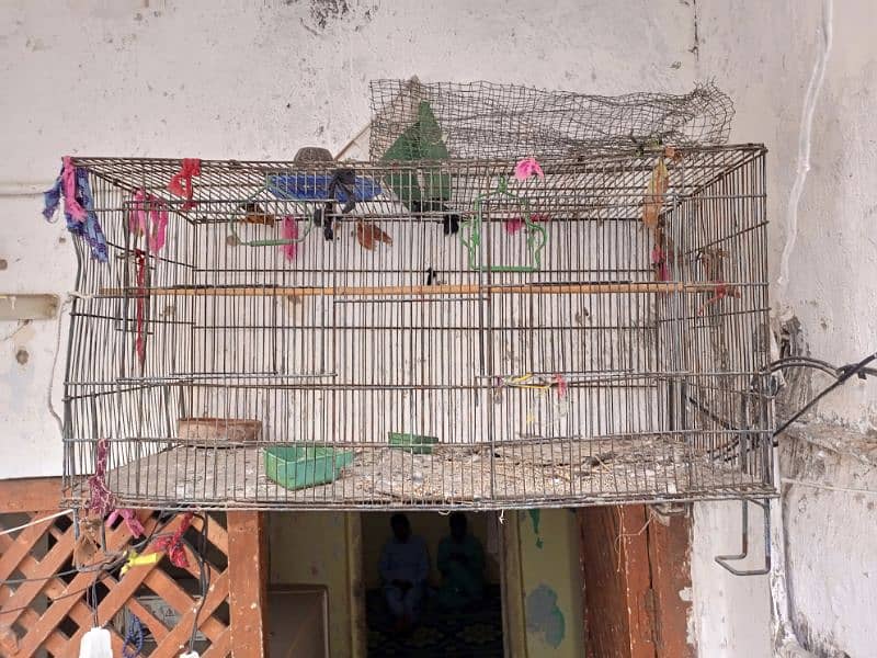 parrot Cage 3