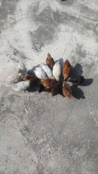 golden misri healthy chicks for sale 1