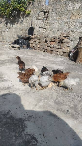 golden misri healthy chicks for sale 2