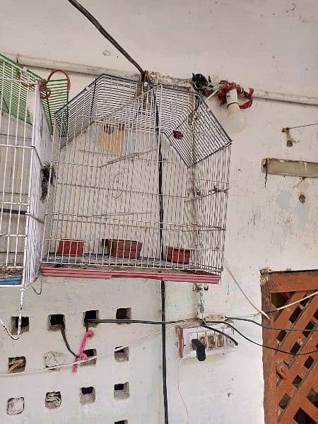 parrot Cage 1