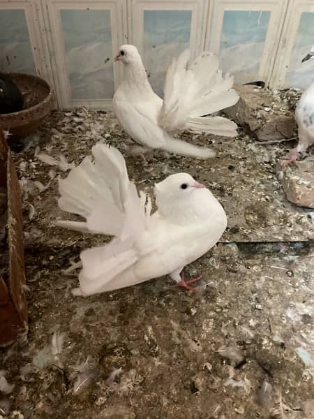 lucky pigeons 1