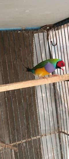 Lady gouldian finches